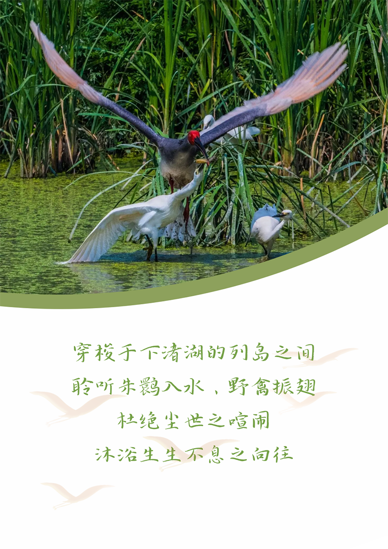 心心念廿 相伴优德88 | 与德清相约 贺廿载诞辰